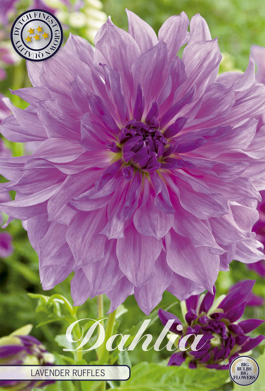Dahlia Lavender Ruffles