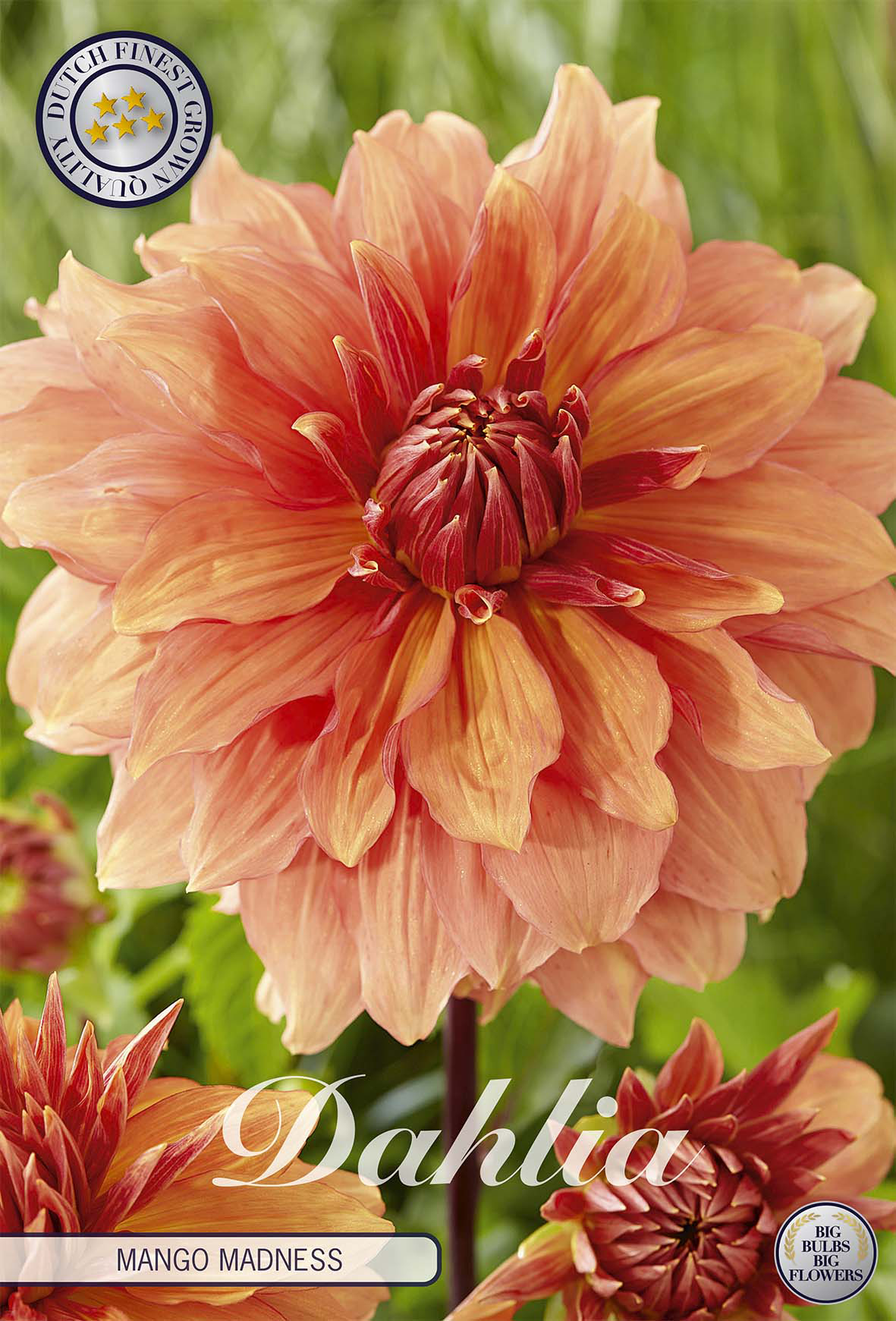 Dahlia Mango Madness