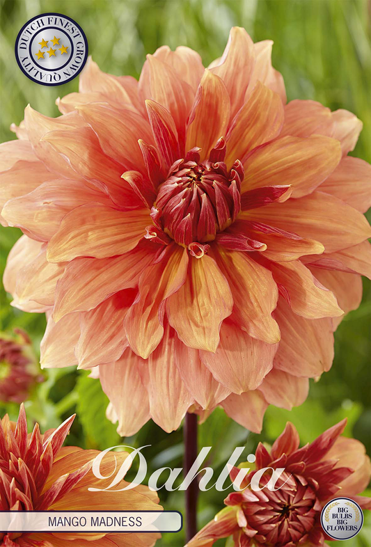 Dahlia Mango Madness
