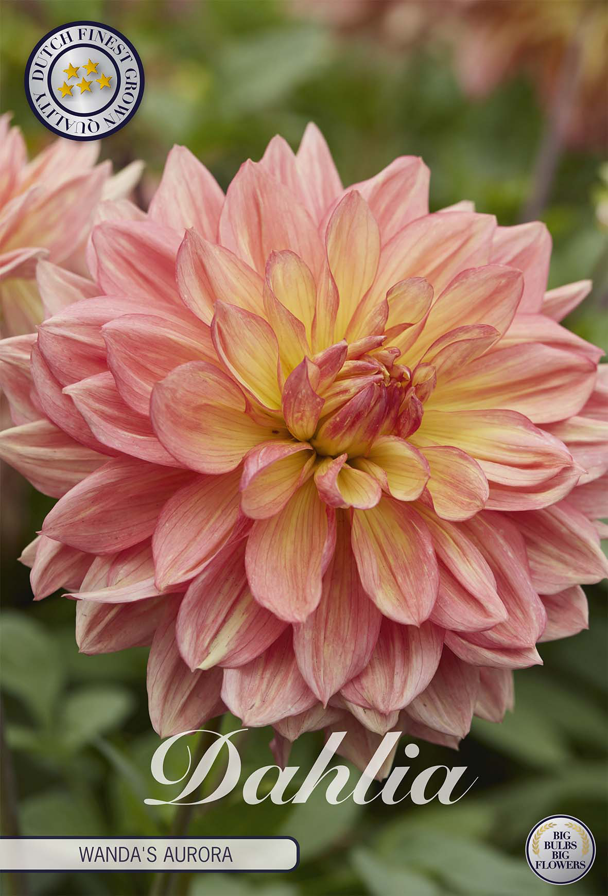 Dahlia Wandas Aurora