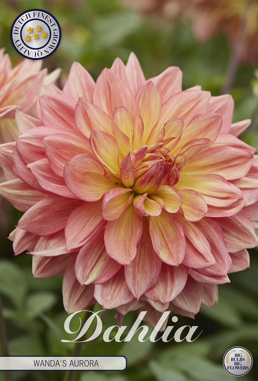 Dahlia Wandas Aurora