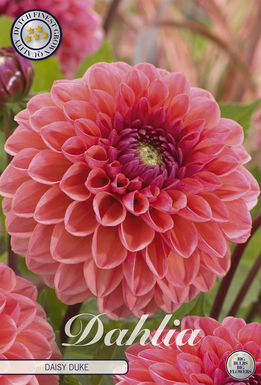 Dahlia Daisy Duke
