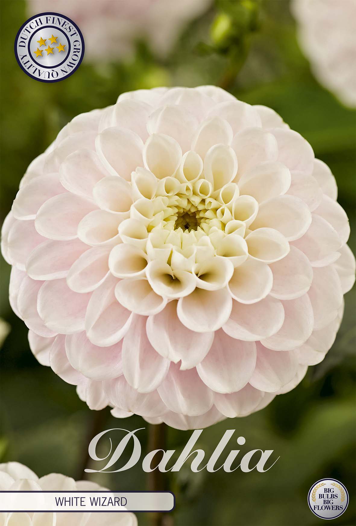 Dahlia White Wizard