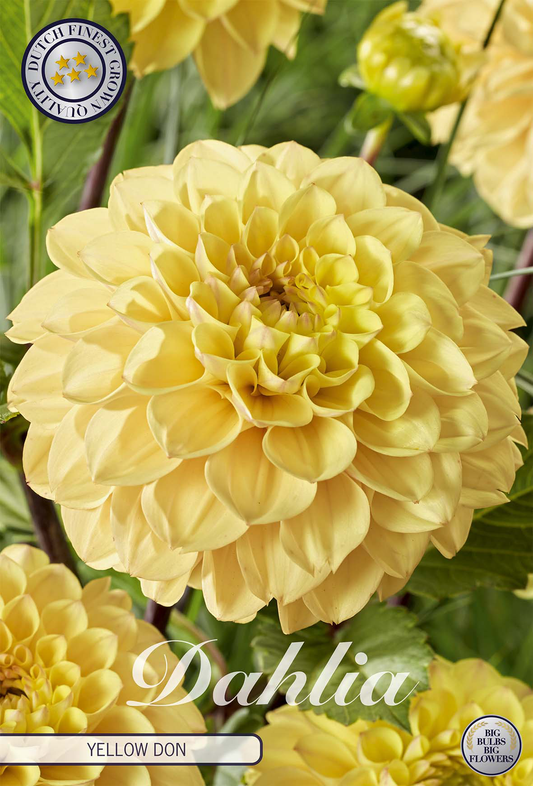 Dahlia Yellow Don