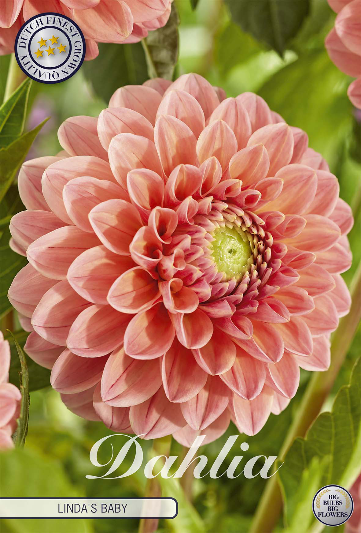 Dahlia Lindas Baby