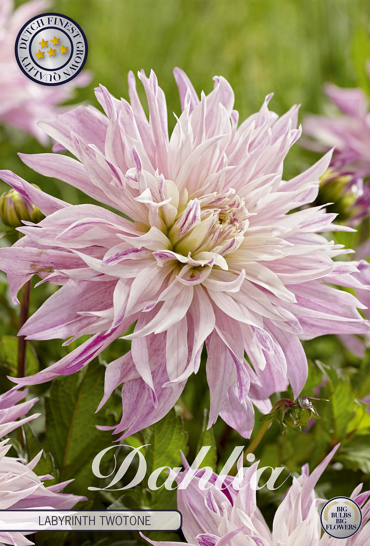 Dahlia Labyrinth Twotone