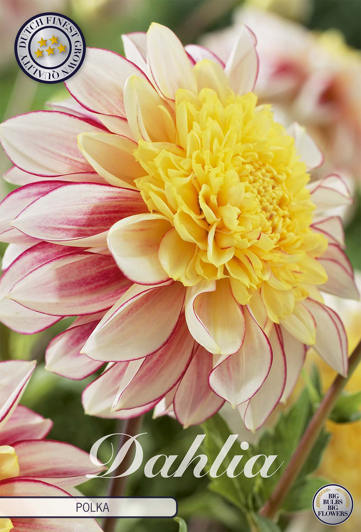Dahlia Polka