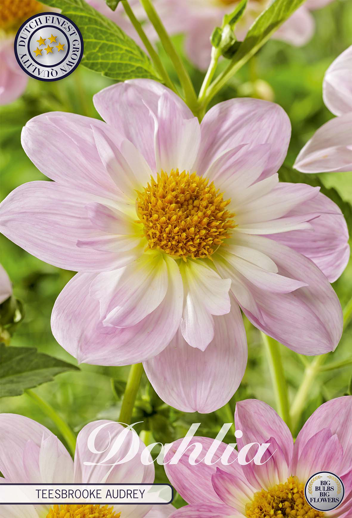 Dahlia Teesbrooke Audrey