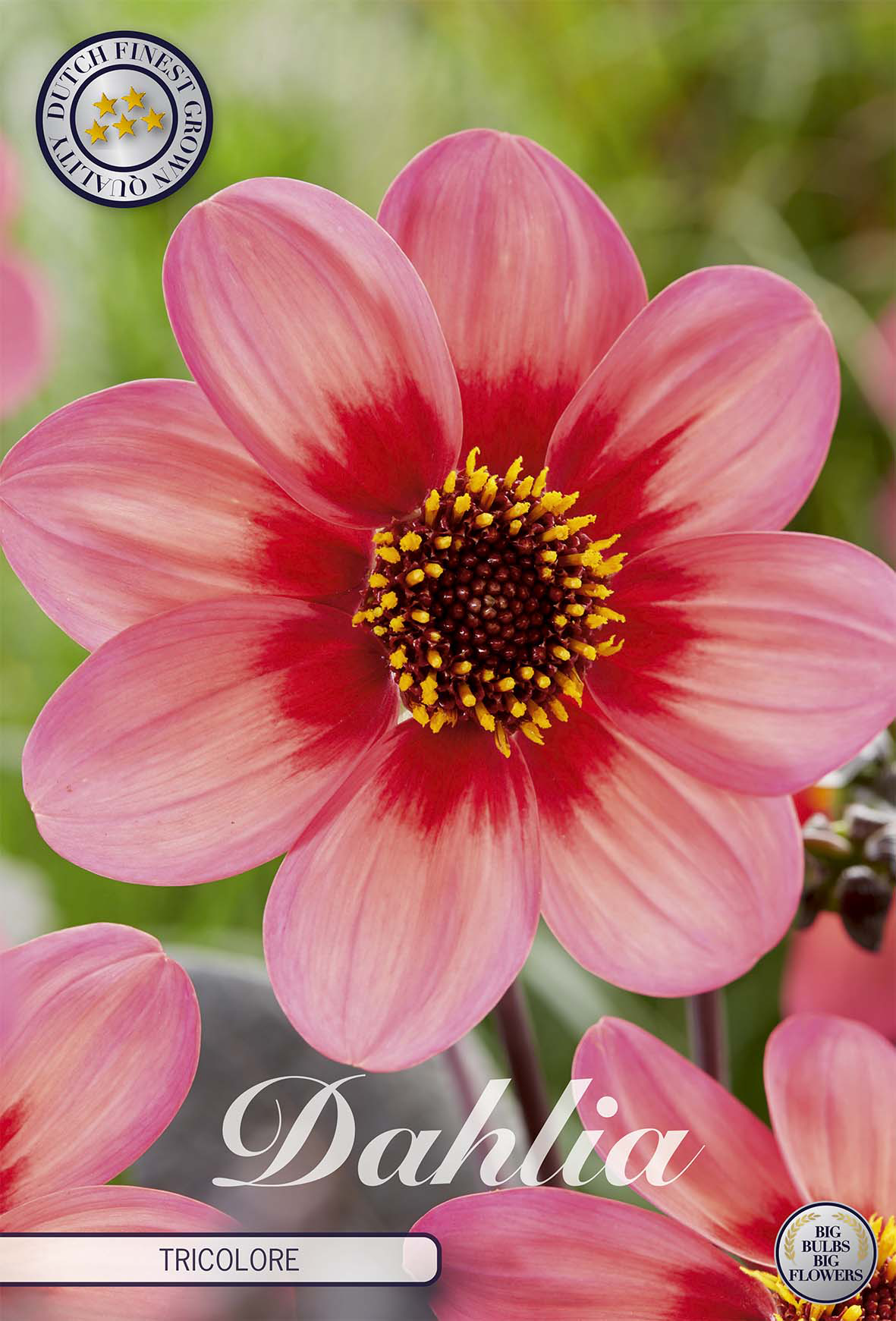 Dahlia Tricolore