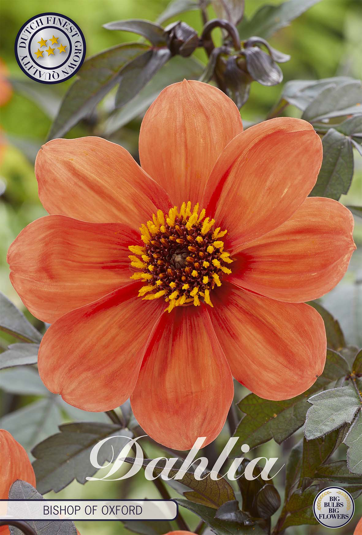 Dahlia Bischop of Oxford