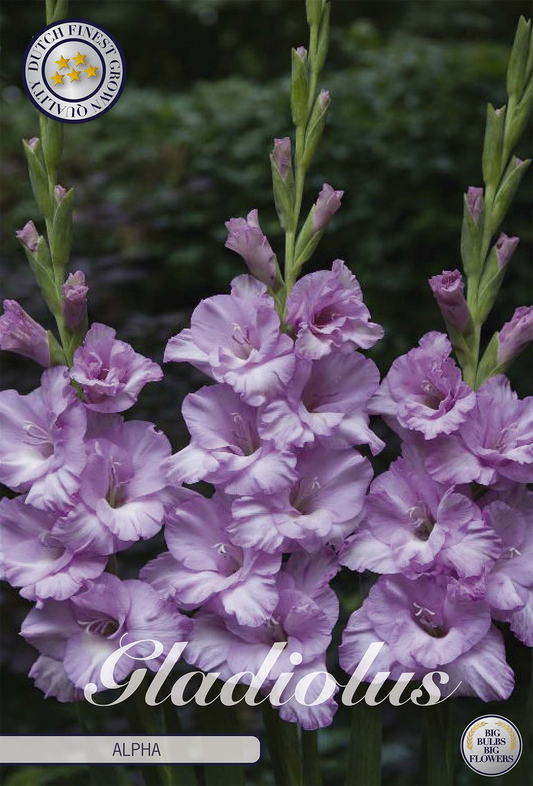 Gladiolus Alpha