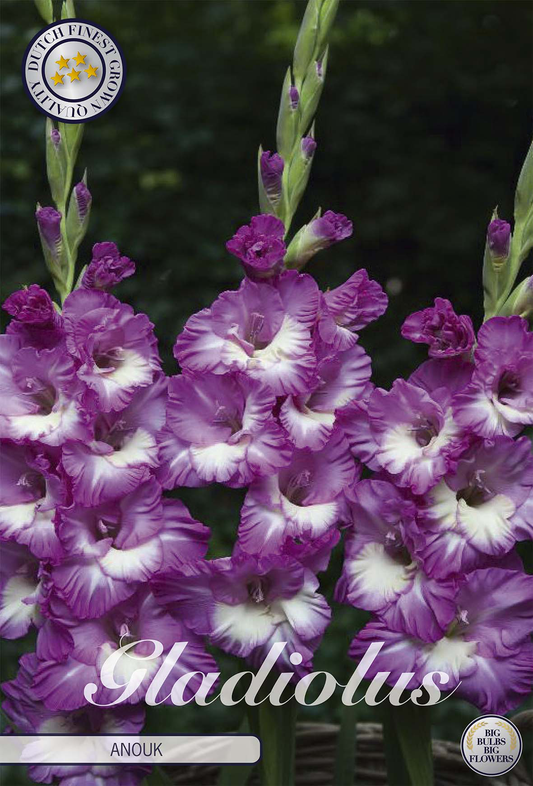 Gladiolus Anouk