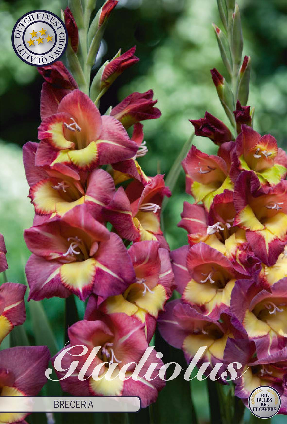 Gladiolus Brunette