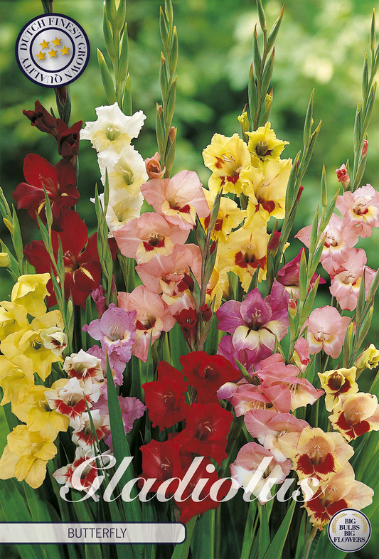 Gladiolus Butterfly