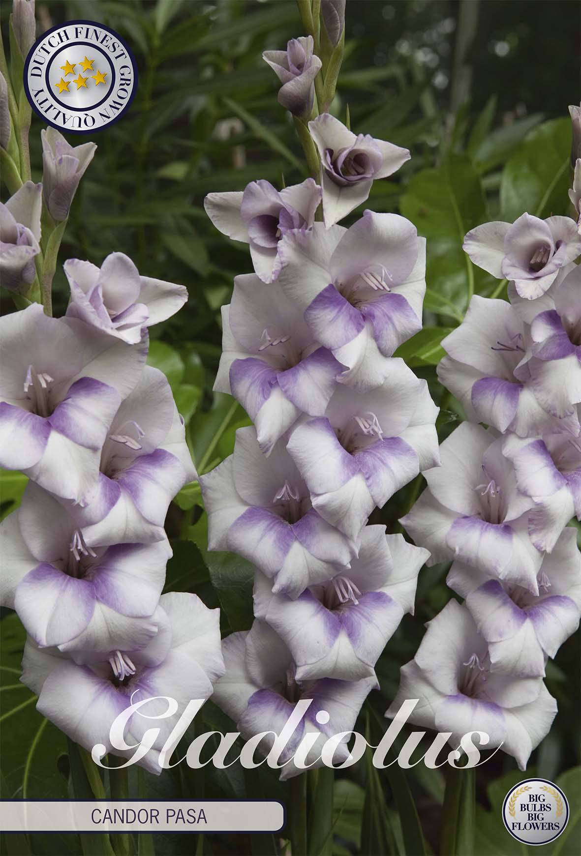 Gladiolus Candor Pasa