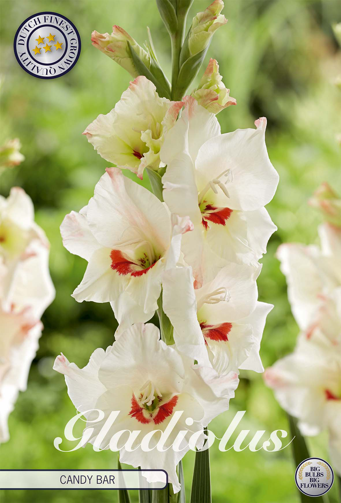 Gladiolus Candy Bar