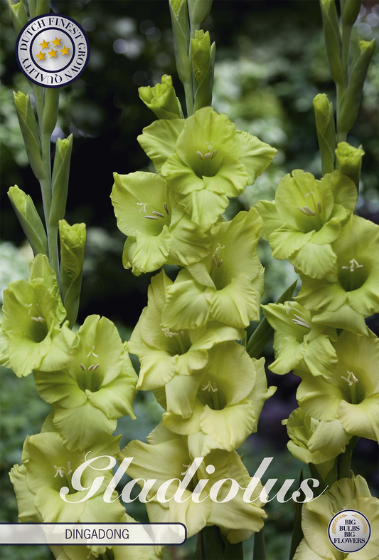 Gladiolus Dingadong