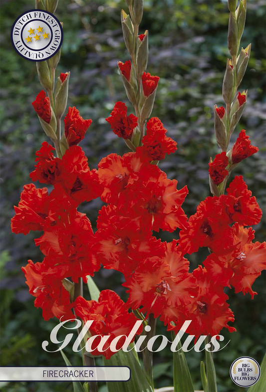 Gladiolus Firecracker