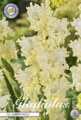 Gladiolus Lemon Frizzle