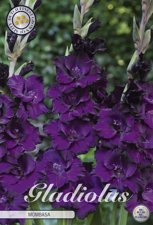 Gladiolus Mombasa