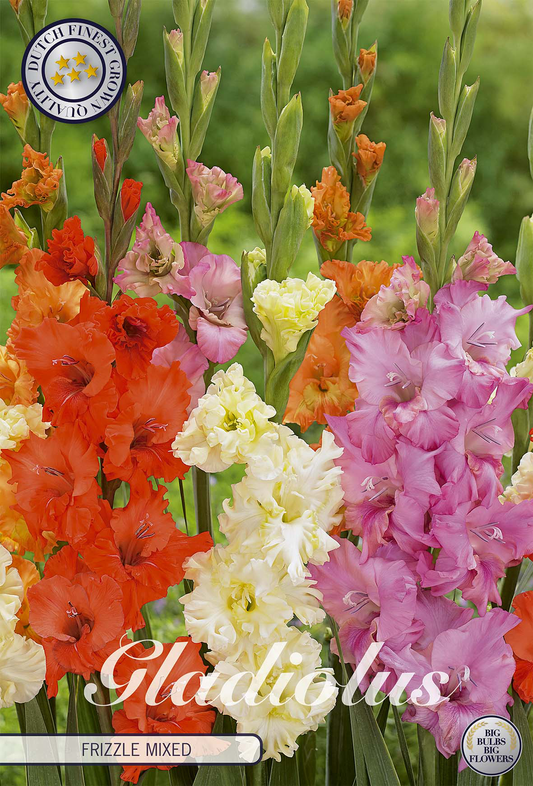 Gladiolus Frizzle Mixed
