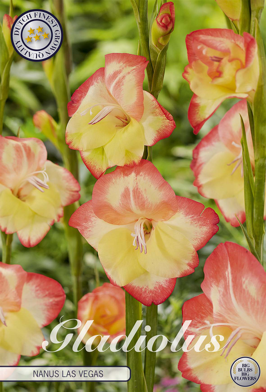 Gladiolus Nanus Las Vegas
