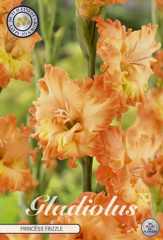 Gladiolus Princess Frizzle