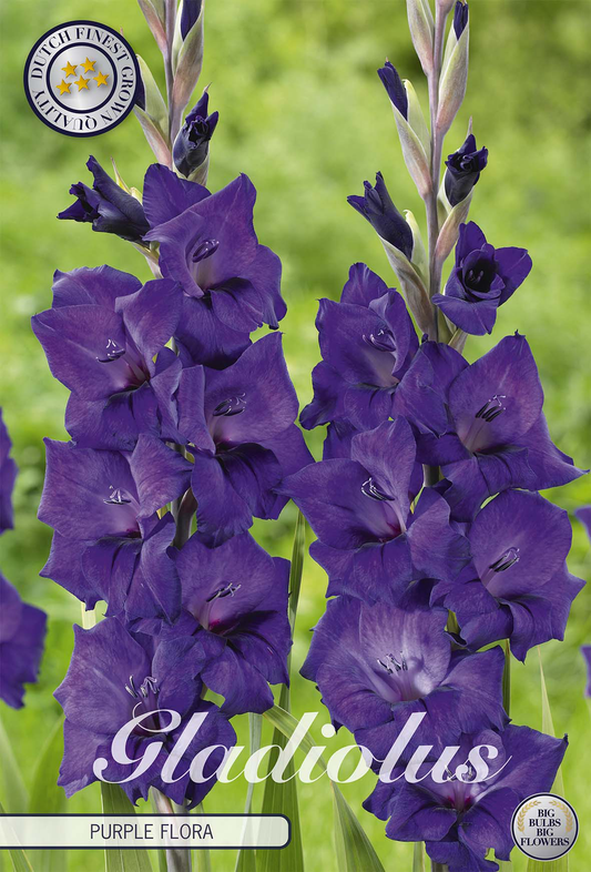 Gladiolus Purple Flora