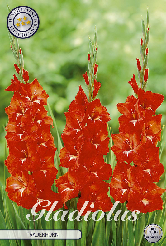 Gladiolus Traderhorn