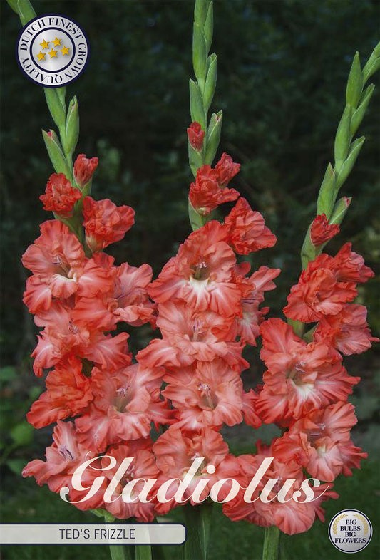 Gladiolus Teds Frizzle