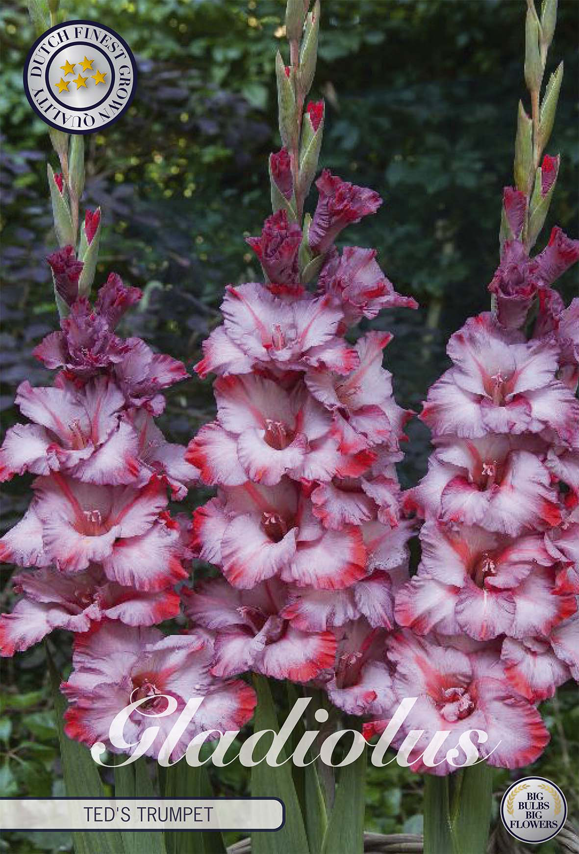 Gladiolus Teds Trumpet