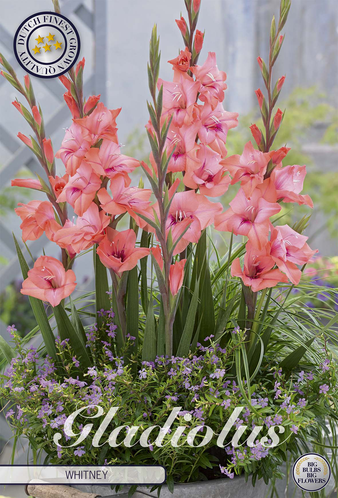 Gladiolus Whitney