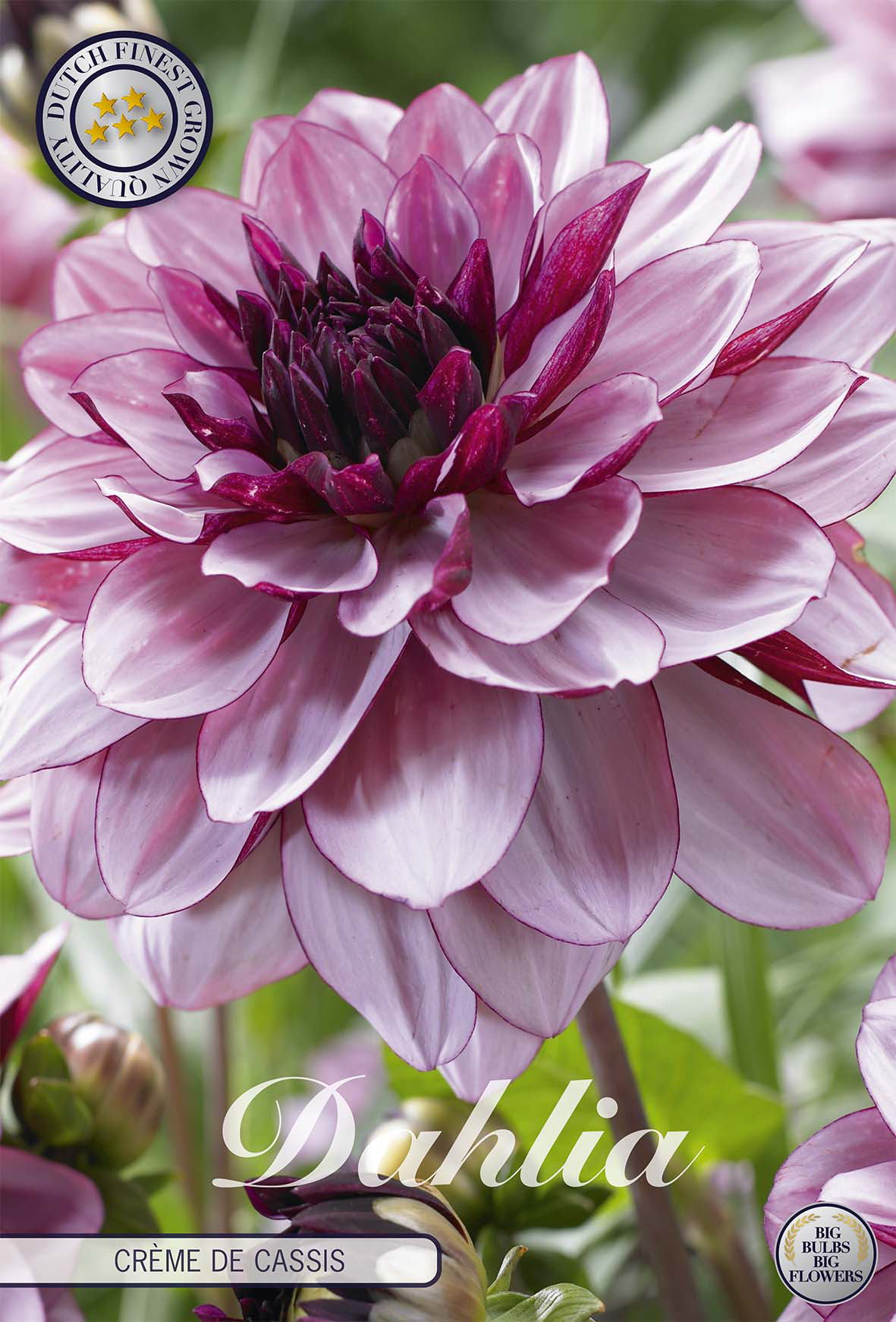 Dahlia Creme de Cassis