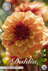 Dahlia Creme de Cognac
