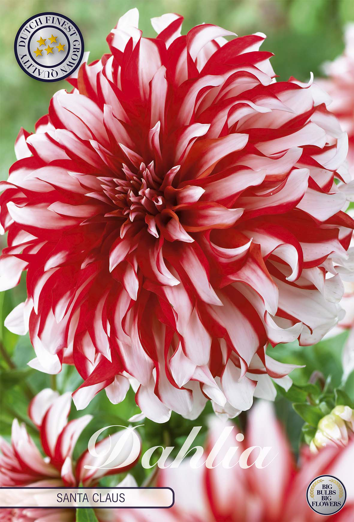 Dahlia Santa Claus