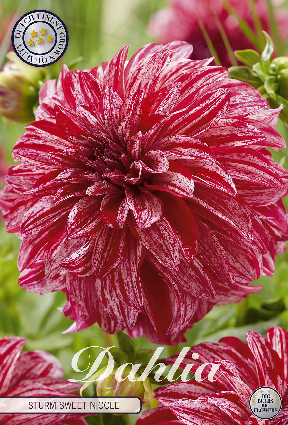 Dahlia Sturm Sweet Nicole