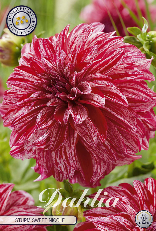 Dahlia Sturm Sweet Nicole