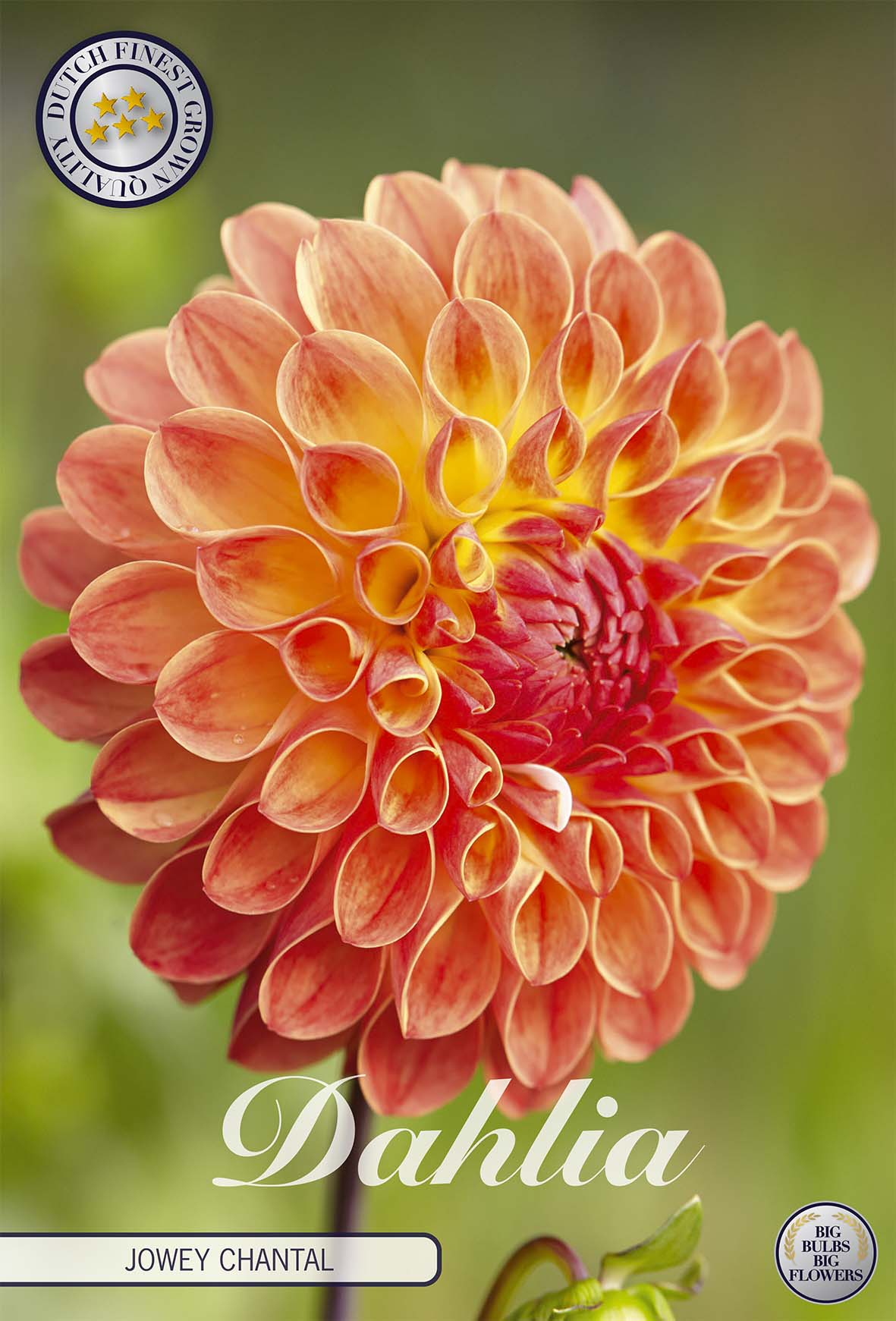 Dahlia Jowey Chantal