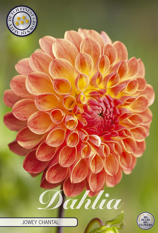 Dahlia Jowey Chantal