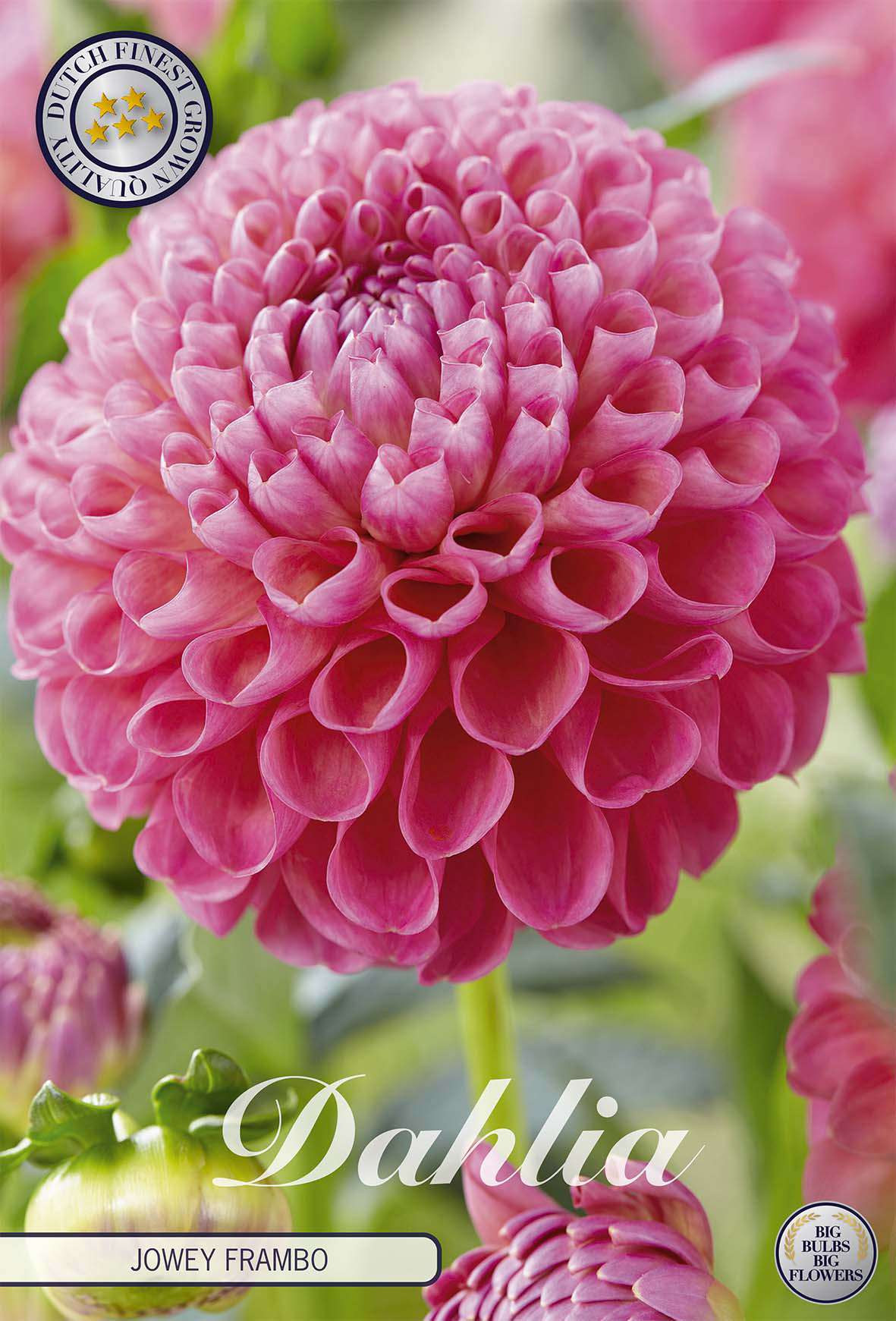 Dahlia Jowey Frambo