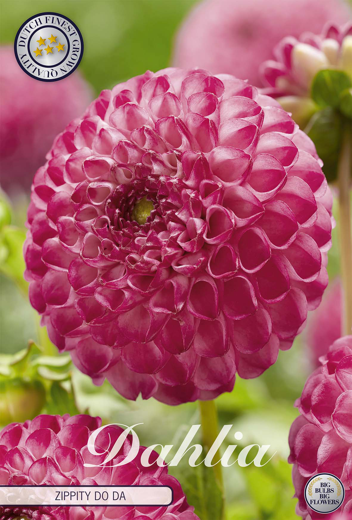 Dahlia Zippity Do Da