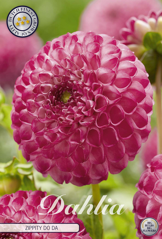 Dahlia Zippity Do Da