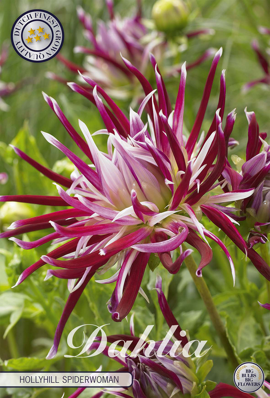 Dahlia Hollyhill Spiderwoman