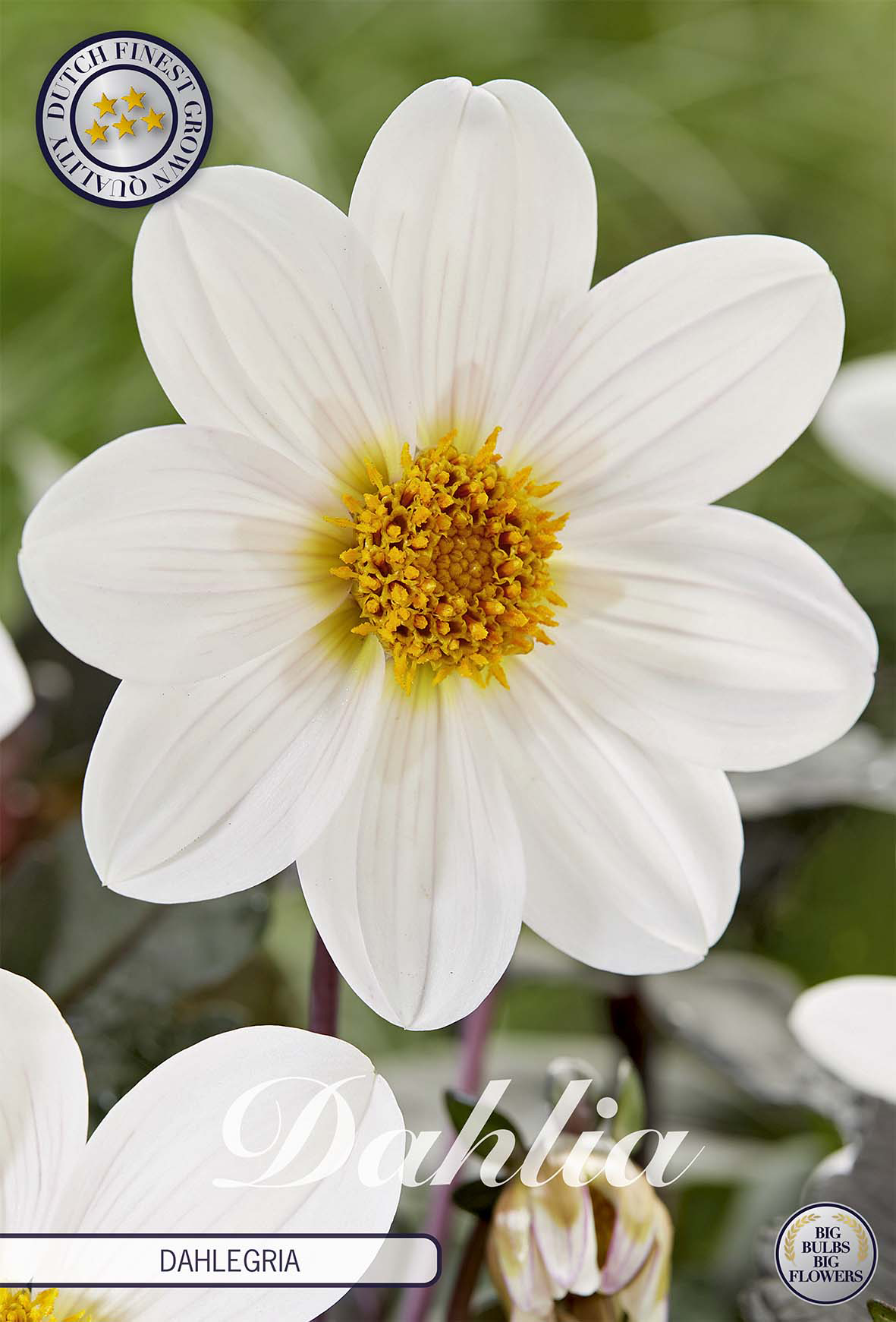 Dahlia Dahlegria White