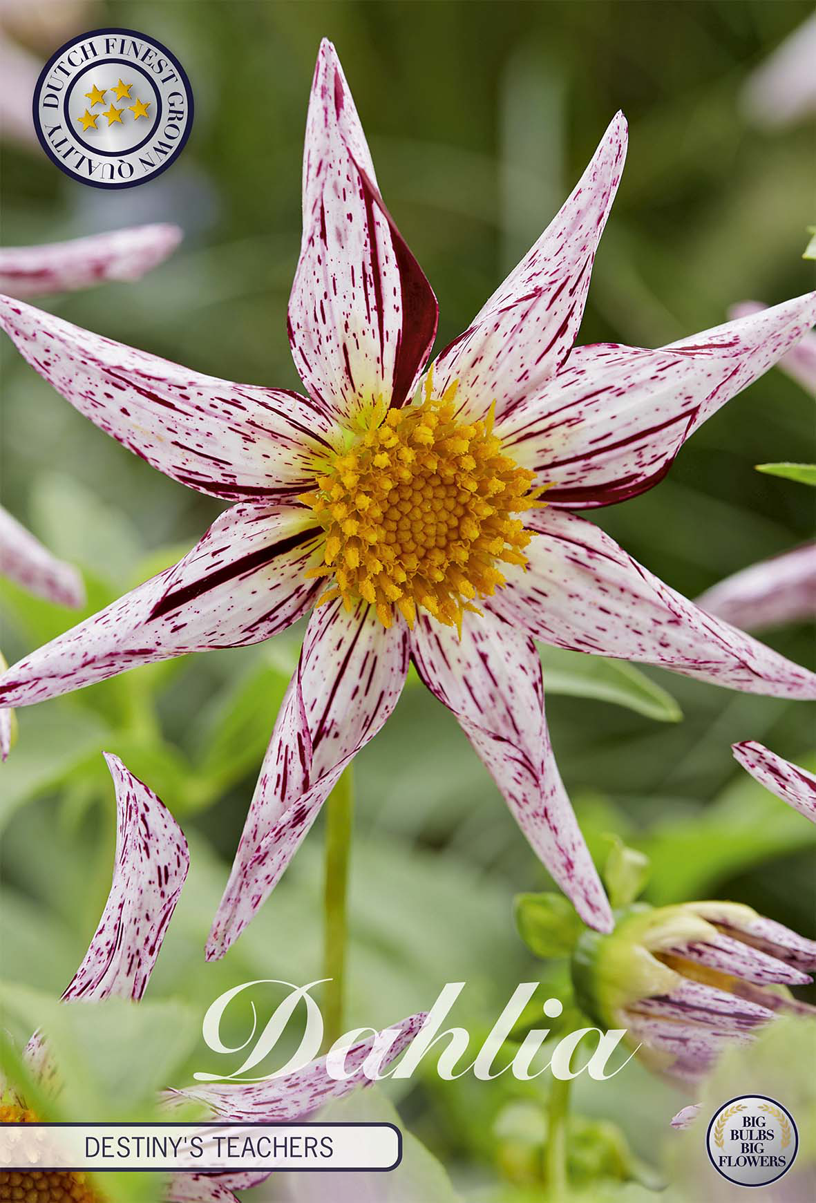 Dahlia Destinys Teachers