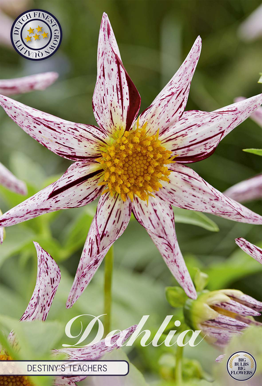 Dahlia Destinys Teachers