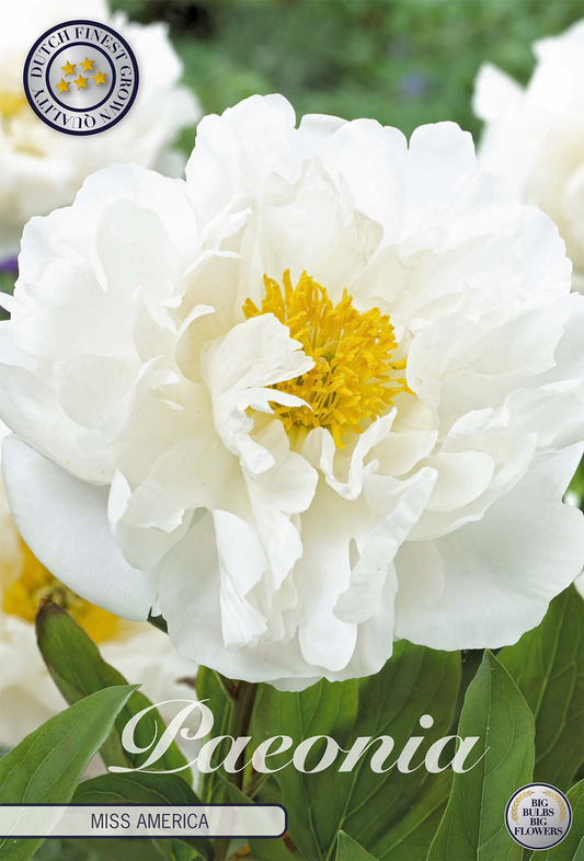 Paeonia Miss America
