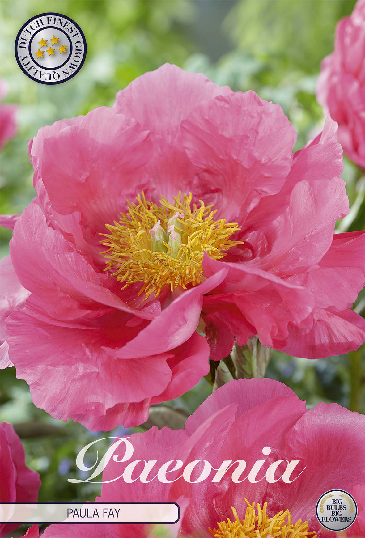 Paeonia Paula Fay