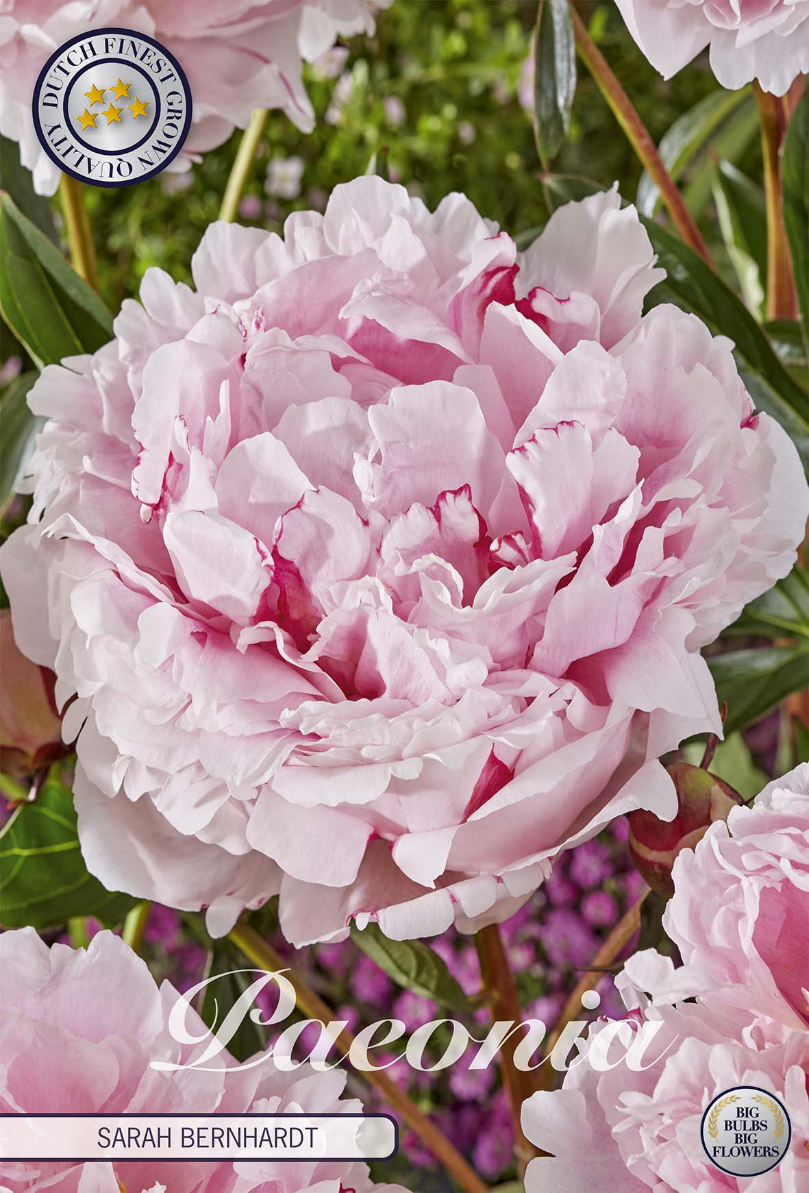 Paeonia Sarah Bernhardt