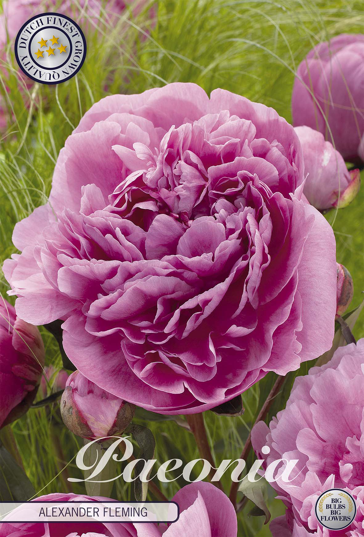 Paeonia Alexander Fleming